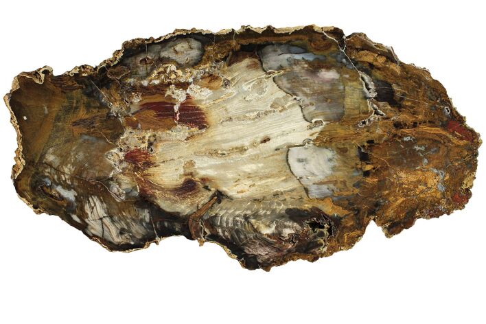 Colorful, Hubbard Basin Petrified Wood Slab - Nevada #222140